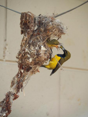 Sunbird Motel, Townsville